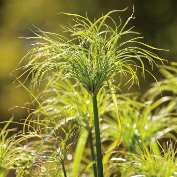 Cyperus Papyrus 'King Tut'