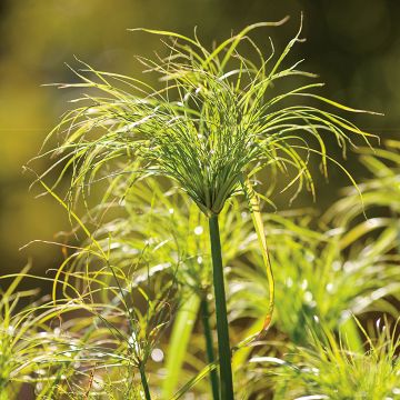 Grass, Papyrus 'King Tut'