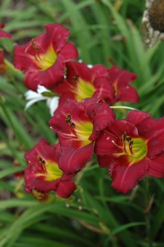 Hemerocallis, Red Daylily 'Pardon Me'