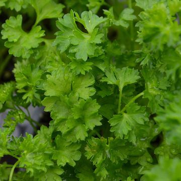 Petroselinum, Curly Parsley