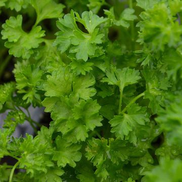 Parsley, Curly (Herb)