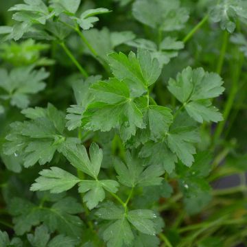 Parsley, Italian (Herb)