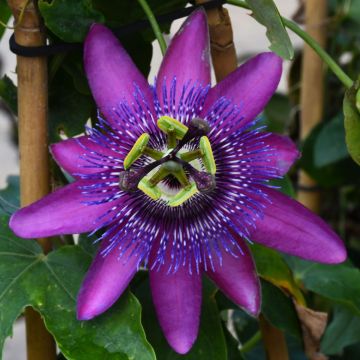Passiflora, Passion Flower 'Lavender Lady'