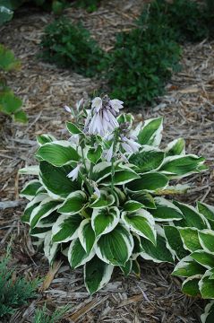 Hosta, White-Green 'Patriot'