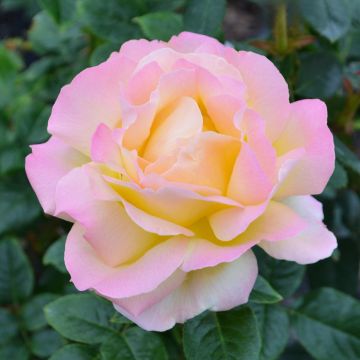 Rosa, Tea Rose 'Peace'