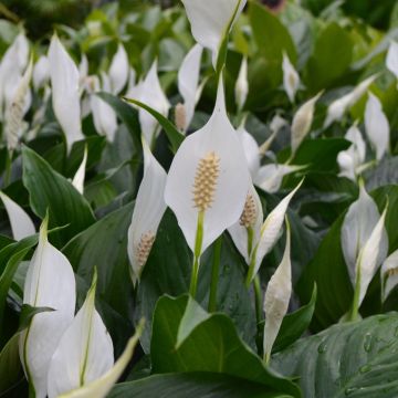 Spathiphyllum Wallisii 'Peace Lily'