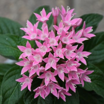 Pentas, Lucky Star® 'Deep Pink'