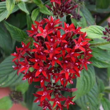 Pentas, Lucky Star® 'Dark Red'