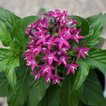 Pentas, 'Violet'