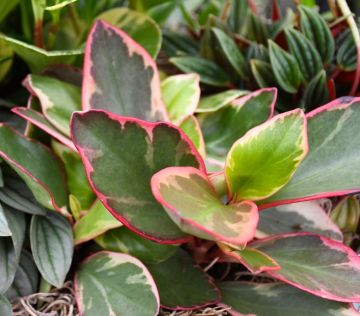 Peperomia Clusiifolia 'Ginny Peperomia'