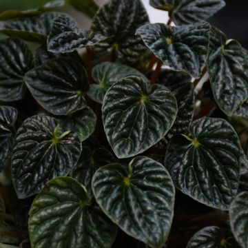 Peperomia Caperata 'Ripple Peperomia'