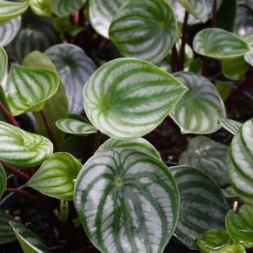 Peperomia Argyreia 'Watermelon'