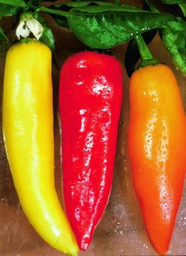 Capsicum, Hot Pepper 'Hot Banana'