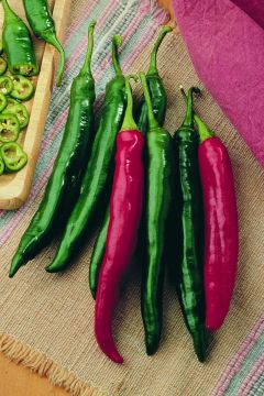 Capsicum, Mild Pepper 'Italian Roaster'