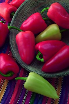 Capsicum, Mild Pepper 'Mariachi'
