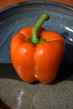Capsicum, Sweet Bell Pepper 'Orange'