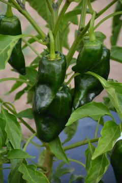 Capsicum, Mild Pepper 'Poblano'