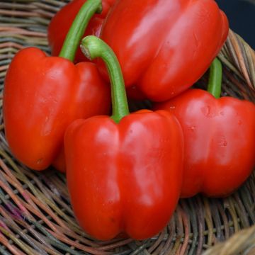 Capsicum, Sweet Bell Pepper 'Red'