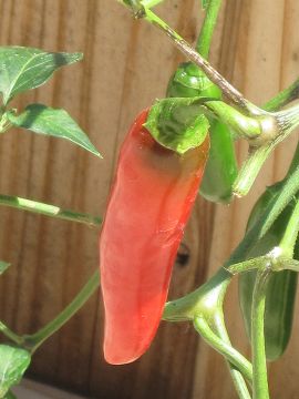 Capsicum, Hot Pepper 'Serrano'
