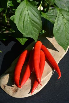 Capsicum, Hot Pepper 'Super Chili'