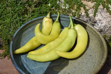 Capsicum, Mild Pepper 'Sweet Banana'