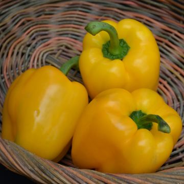 Capsicum, Sweet Bell Pepper 'Yellow'