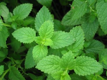 Mint, Peppermint (Herb)