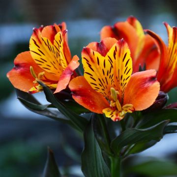 Alstroemeria, Peruvian Lily 'Indian Summer™'