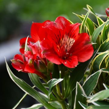 Alstroemeria, Peruvian Lily Colorita® 'Katiana®'