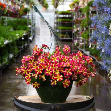 Petunia, Amore® 'Queen Of Hearts' Hanging Basket