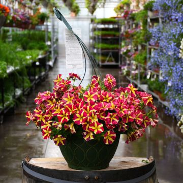 12&quot; Hanging Basket Petunia Amore Queen Of Hearts