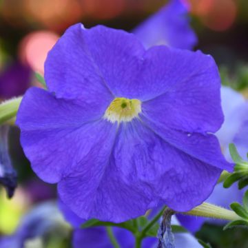 Petunia, 'Blue Sky'