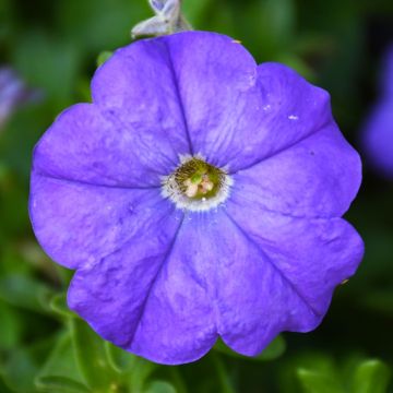 Petunia, 'Blue'