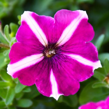 Petunia, 'Burgundy Star'