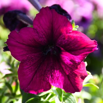 Petunia, 'Burgundy'