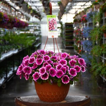 Petunia, Capella™ 'Fuchia Lace' Hanging Basket