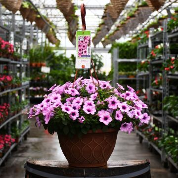 12&quot; Hanging Basket Petunia Capella Pink Lace