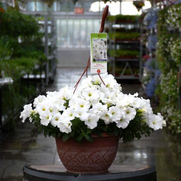 12&quot; Hanging Basket Petunia Capella White