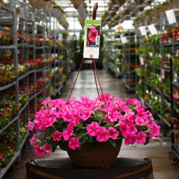 Petunia, Headliner™ 'Lipstick' Hanging Basket