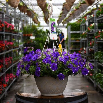 Petunia, Headliner™ 'Night Sky' Hanging Basket