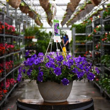 12&quot; Hanging Basket Petunia Headliner Night Sky