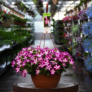 Petunia, Headliner™ 'Raspberry Swirl' Hanging Basket