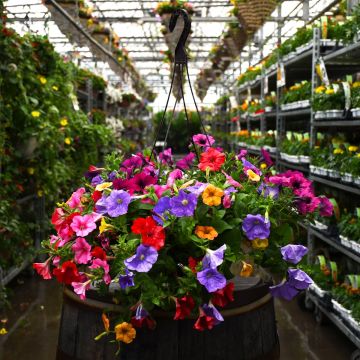 12.8" Hanging Basket Petunia Mix