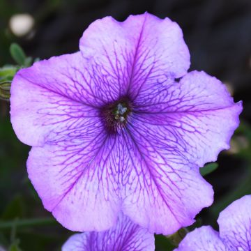 Petunia, 'Orchid'