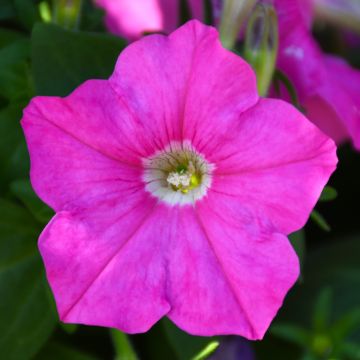 Petunia, 'Pink'