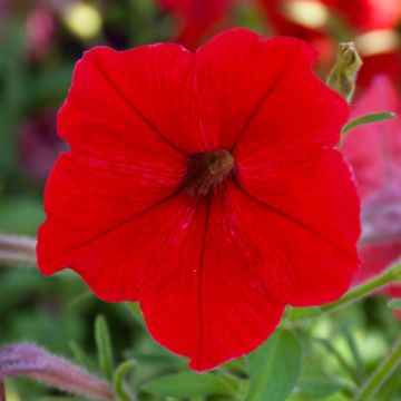 Petunia, 'Red'