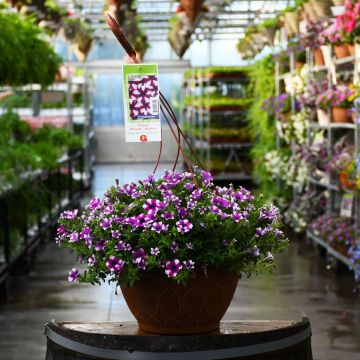 Petunia, Shortcake™ 'Blueberry' Hanging Basket