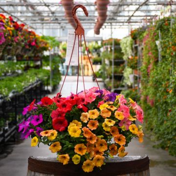 Petunia 'Summer Mix' Hanging Basket