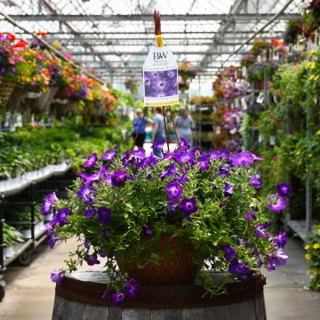 Petunia, Vista® 'Blue Tiara' Hanging Basket