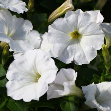 Petunia, 'White'